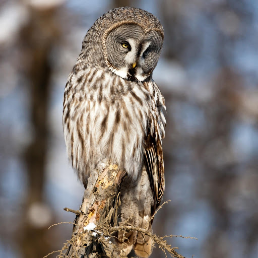 Hd-181229-ascw181229