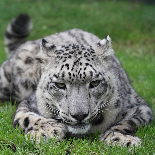 Hd-181301-ascw181301