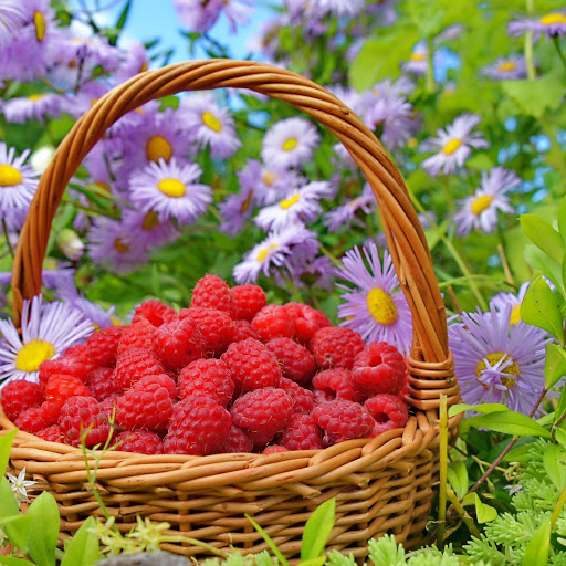 Hd-172081-ascw172081