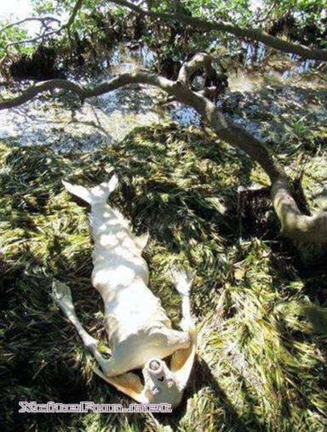 [ikanduyung8%255B4%255D%255B3%255D.jpg]