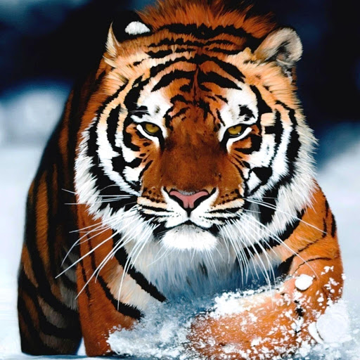 Hd-184502-ascw184502