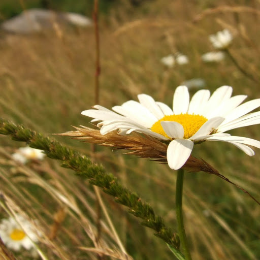 Hd-162353-ascw162353