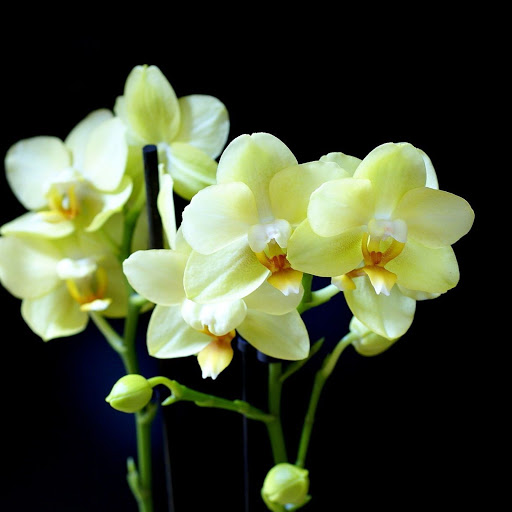 Hd-150043-ascw150043