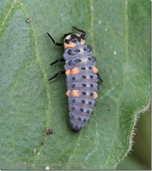 65-7-spot-ladybird-larvae