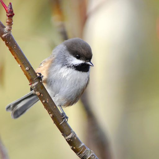 Hd-149329-ascw149329