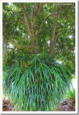 130715_KulaBotanicalGarden_Aleurites-moluccana_02 130715_KulaBotanicalGarden_Aleurites-moluccana_02