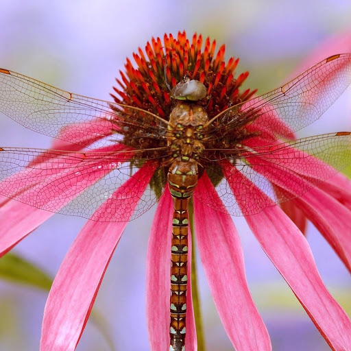 Hd-168991-ascw168991