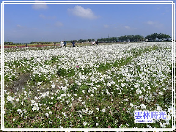 2012莿桐孩沙里的花海開了-花舞雲林、亮點莿桐