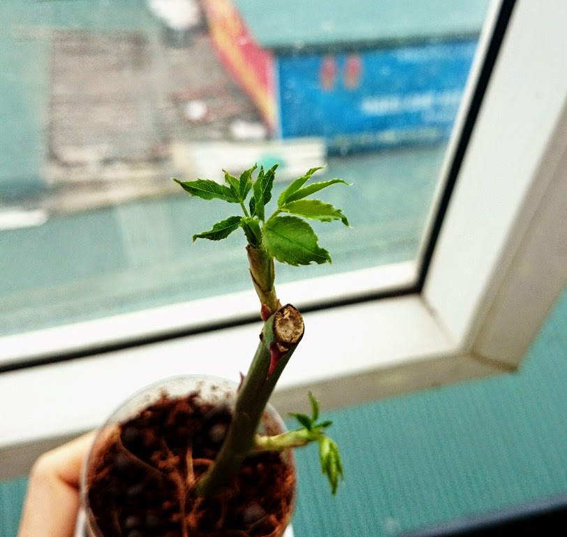 [IMG_20150208_131957%255B3%255D.jpg]