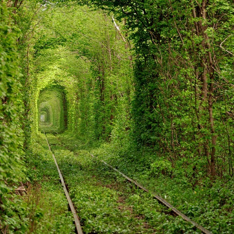 Inilah yang Disebut "The Tunnel of Love" atau Terowongan Cinta