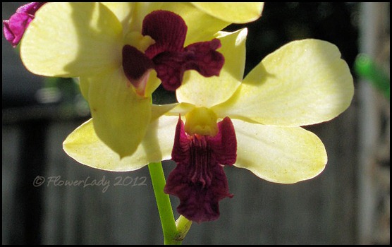 06-01-unkn-orchid