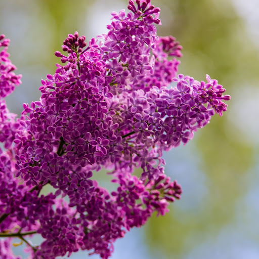 Hd-186280-ascw186280