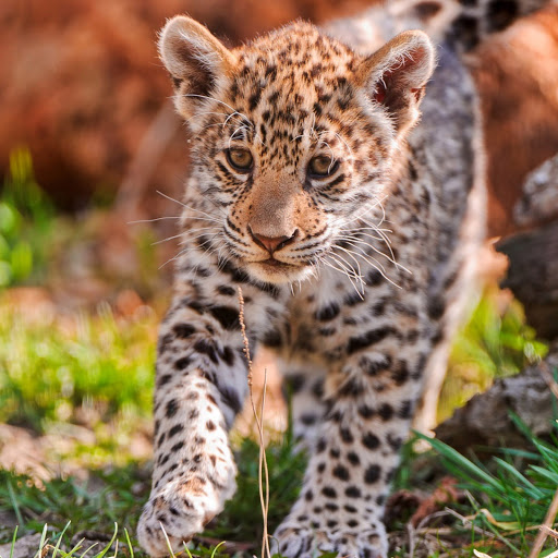 Hd-175005-ascw175005