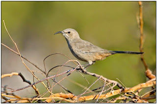 Suara kicau burung common nightingale leconte thrasers