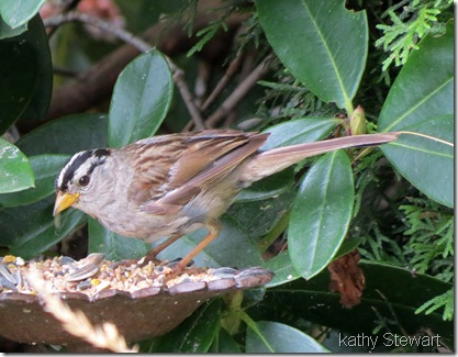 Worn White crowned Sparrow