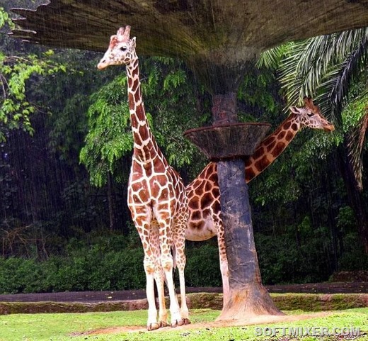 [zhivnost_pod_dozhdem_04%255B2%255D.jpg]