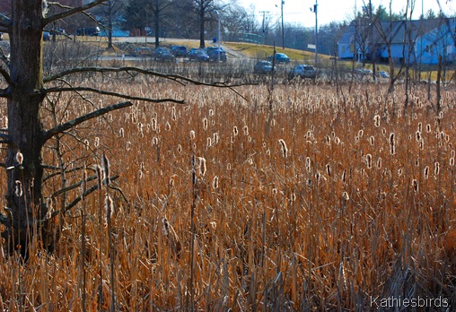 4. cattails-kab