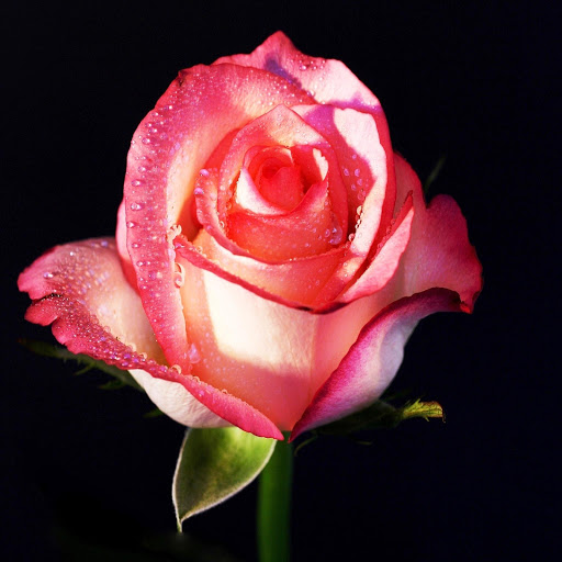 Hd-179815-ascw179815