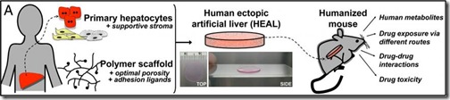 ectopic-liver2