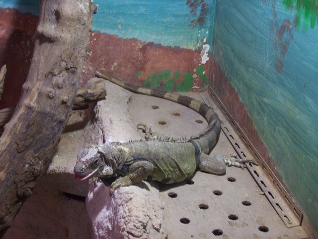 [2011.11.25006iguane2.jpg]