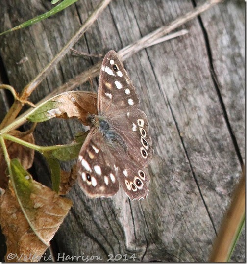 49-speckled-wood