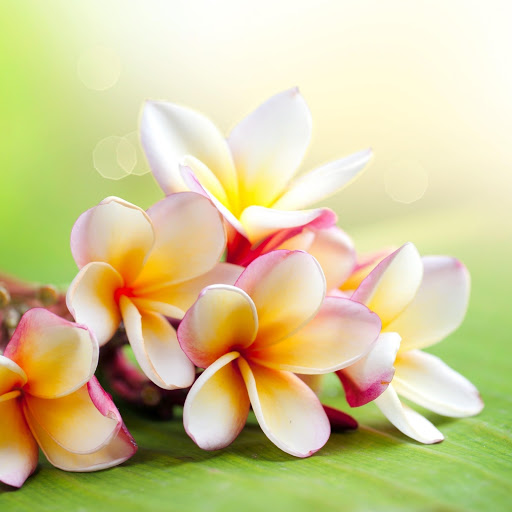 Hd-168316-ascw168316