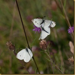 Small White, Pieris rapae: courtship