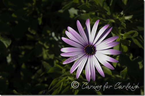 Carleigh's Flower - Rory's Garden
