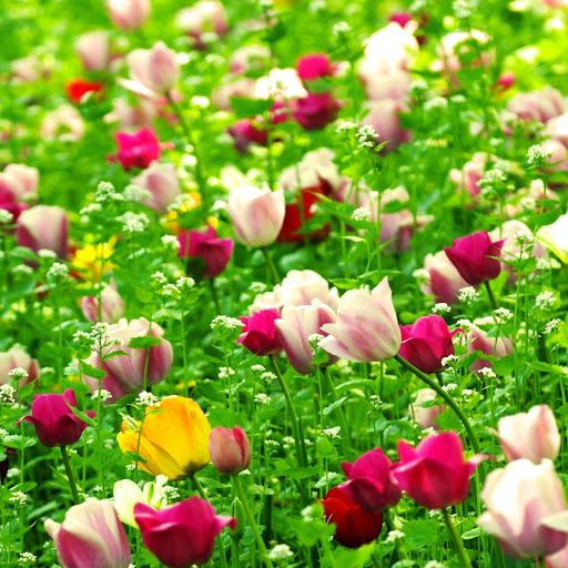 Hd-145885-ascw145885