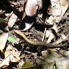 Central American Ameiva  