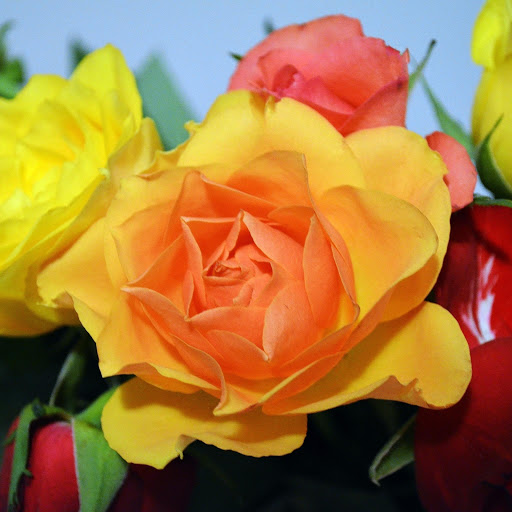 Hd-161918-ascw161918