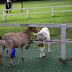 DA★ 16-50mm F2.8ED AL[IF]SDM