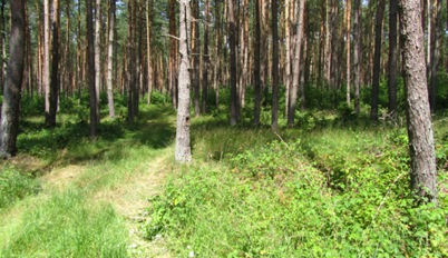 16 - Im Wald