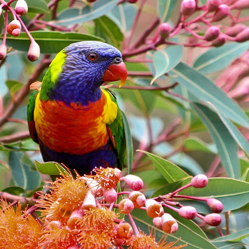 Hd-178003-ascw178003