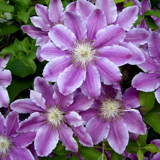 Hd-143574-ascw143574