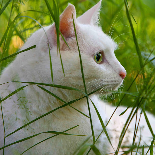 Hd-181594-ascw181594