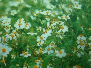 兒童工房 春天的野花草 大花咸豐草 酢漿草