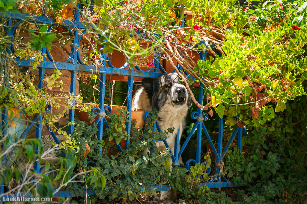 LookAtIsrael.com - Фото путешествия по Израилю | Портреты собак Тель Авива