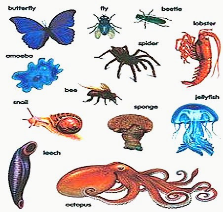 invertebrates