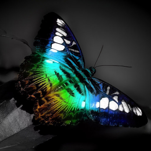 Hd-135351-ascw135351