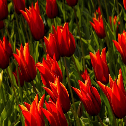 Hd-169215-ascw169215