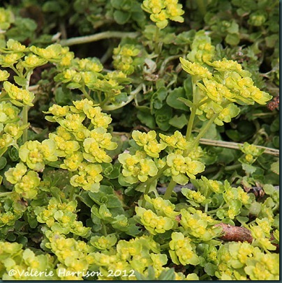 10-oposite-leaved-golden-saxifrage