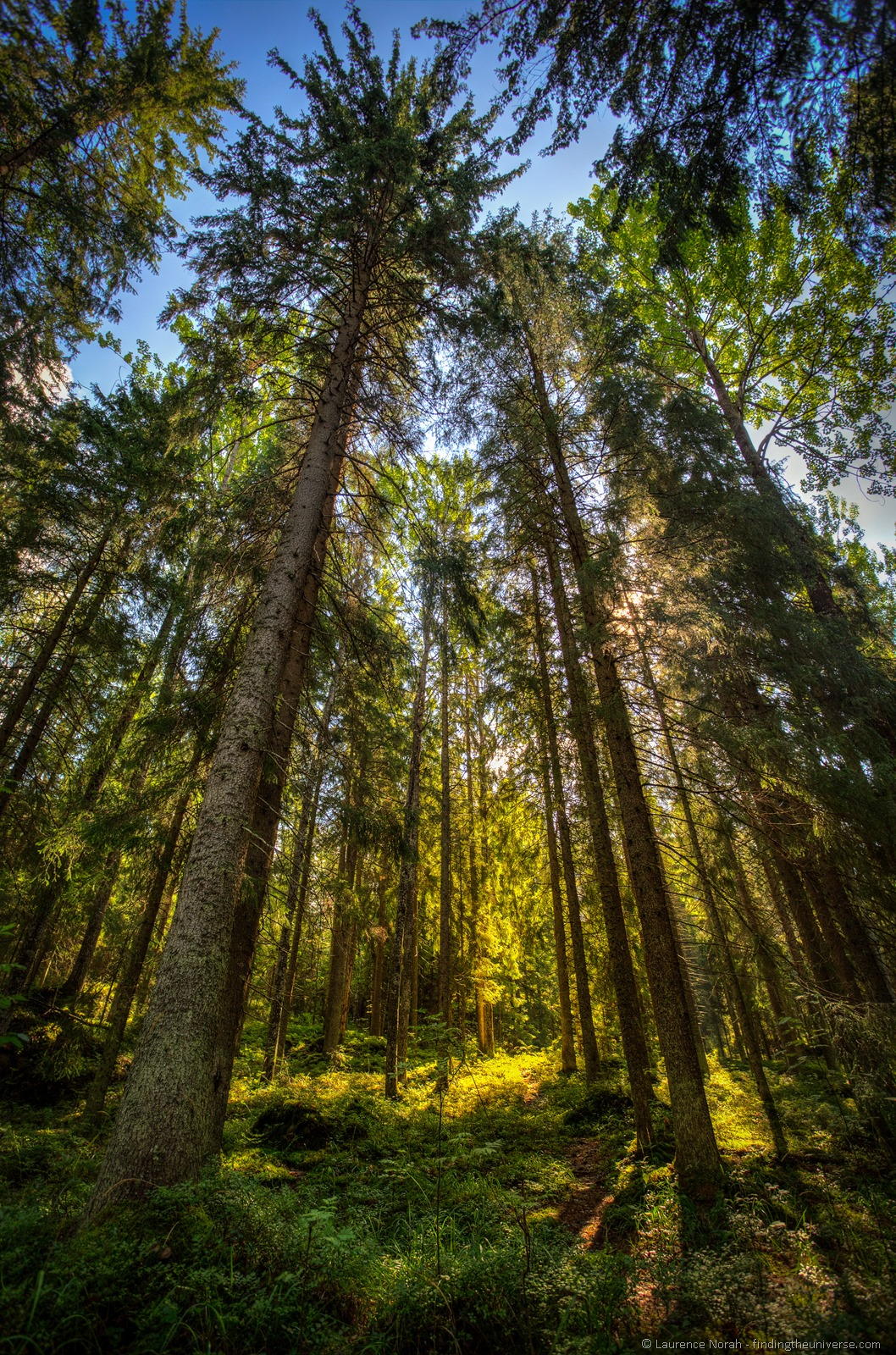 [Finland-trees-forest-light7.jpg]