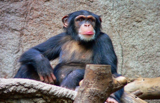 الشمبانزي الكميروني