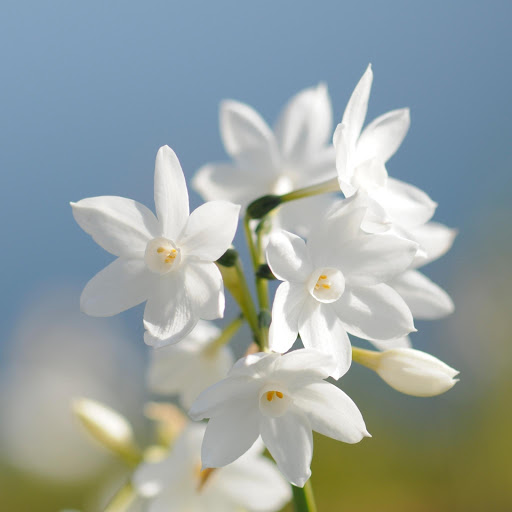 Hd-177201-ascw177201