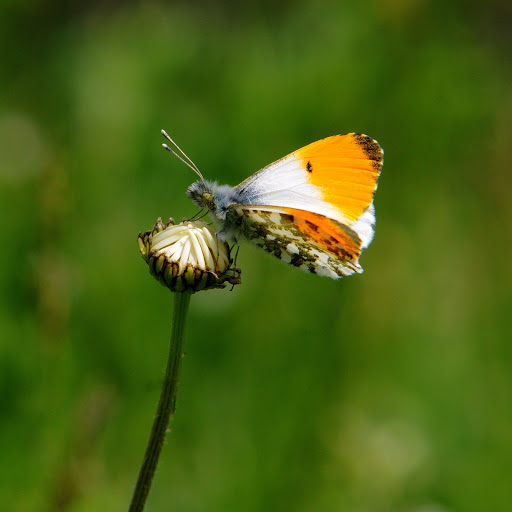 Hd-161000-ascw161000