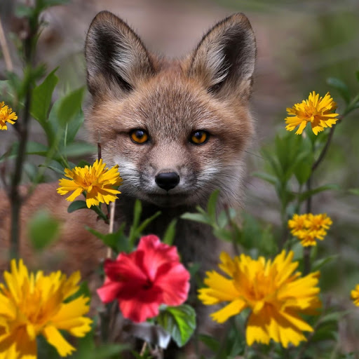 Hd-180080-ascw180080