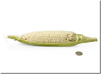 24a-corn-open[1]