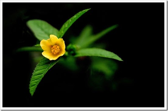 Yellow-night-flower