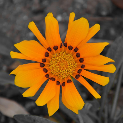 Hd-172725-ascw172725